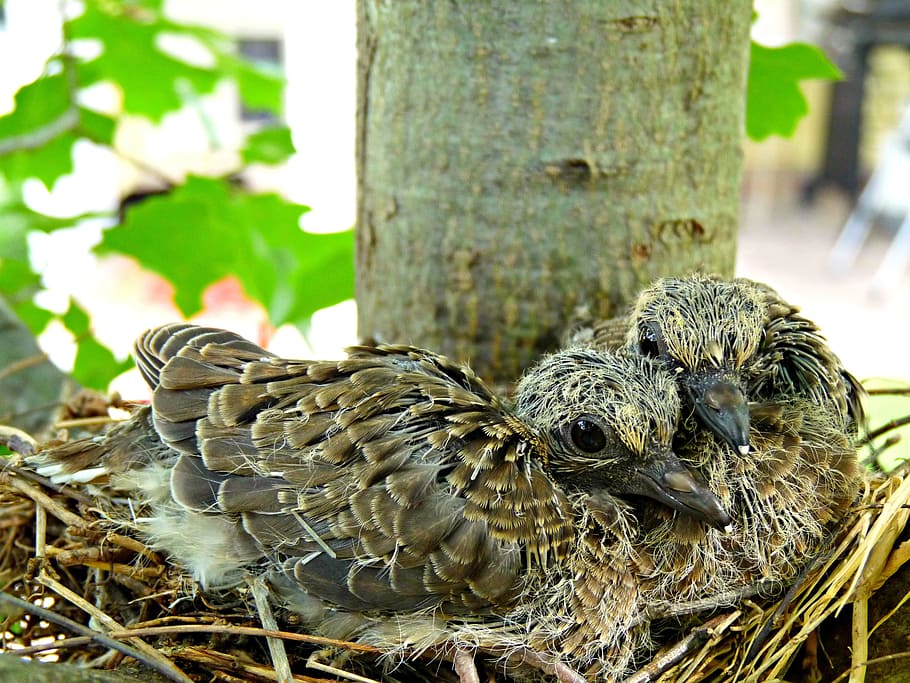 Birds, Nest, Tree, Fly, Wings, Feather, wildlife, beak, dom HD wallpaper