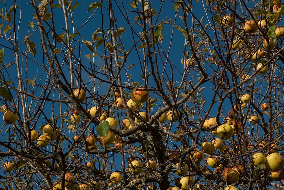 Apple, Cider, Fruit, apples, branch, tree, no people, day, flower HD wallpaper