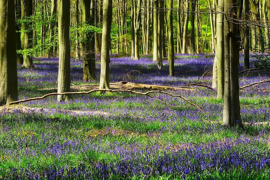 purple flower on forest, trees, woods, lavender, flowers, plants HD wallpaper