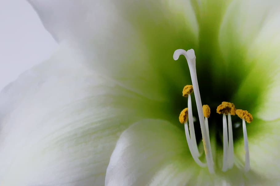 macro photo of white lily, Flower, Pretty, flowers, blossom HD wallpaper