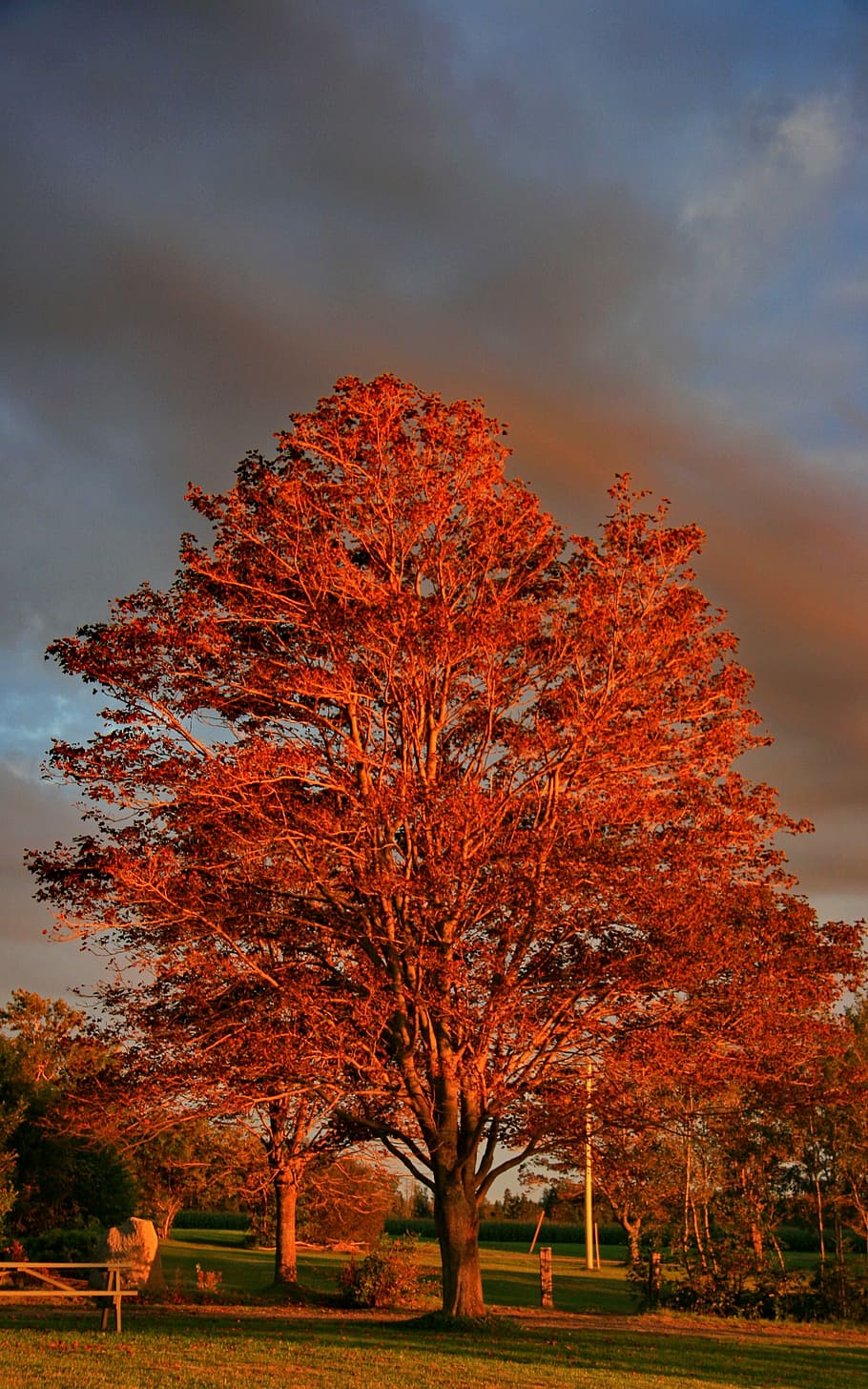golden hour, fall, tree, sunset, plant, sky, beauty in nature HD wallpaper