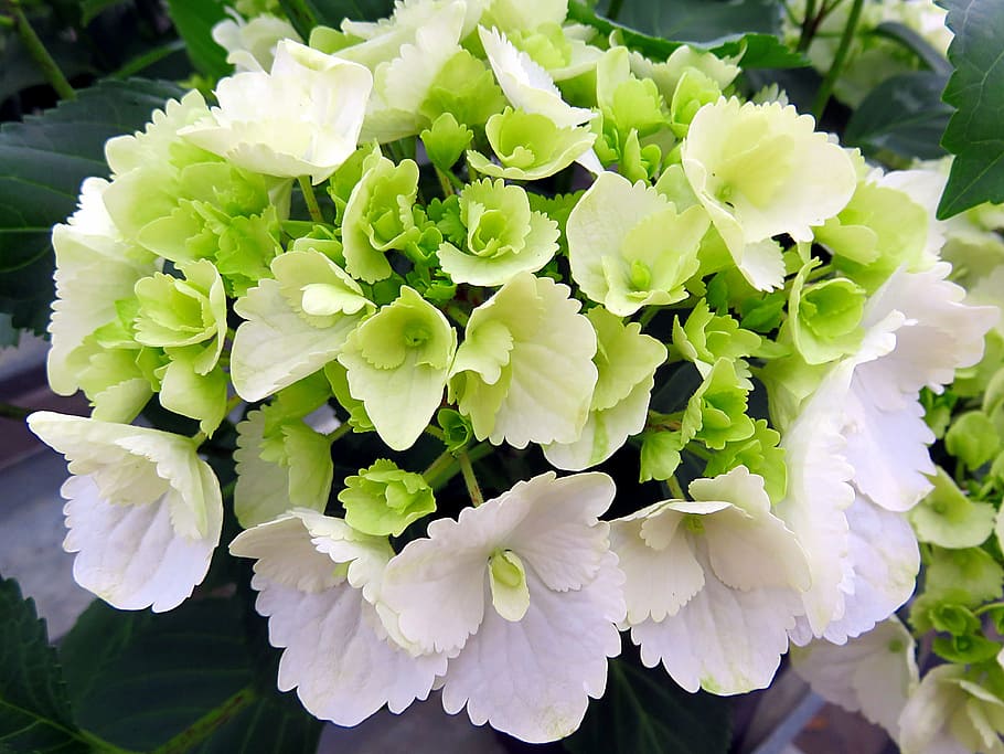 nature, plant, flower, hydrangea, white, green, flowering plant HD wallpaper