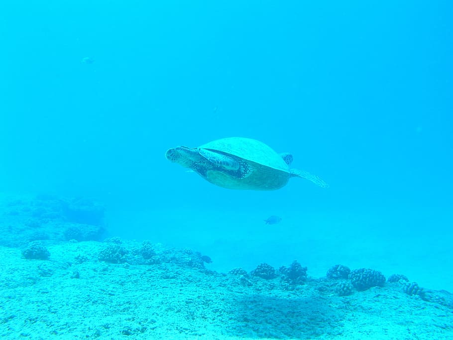 gray turtle, Ocean, Scuba Diving, Sea, marine, underwater, animal HD wallpaper