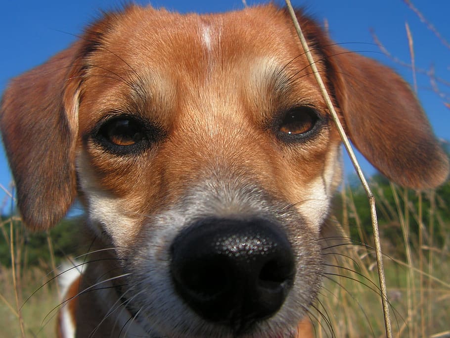 dog, łep, the nose, one animal, canine, domestic, animal themes HD wallpaper