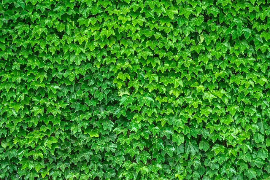 green leaf plants photo, ivy, vine, the leaves, hwalyeob, nature