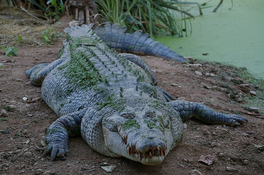 gray saltwater crocodile, animal, wild, predator, reptile, teeth, HD wallpaper