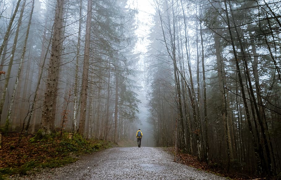 man walking on eerie forest, people, alone, travel, adventure