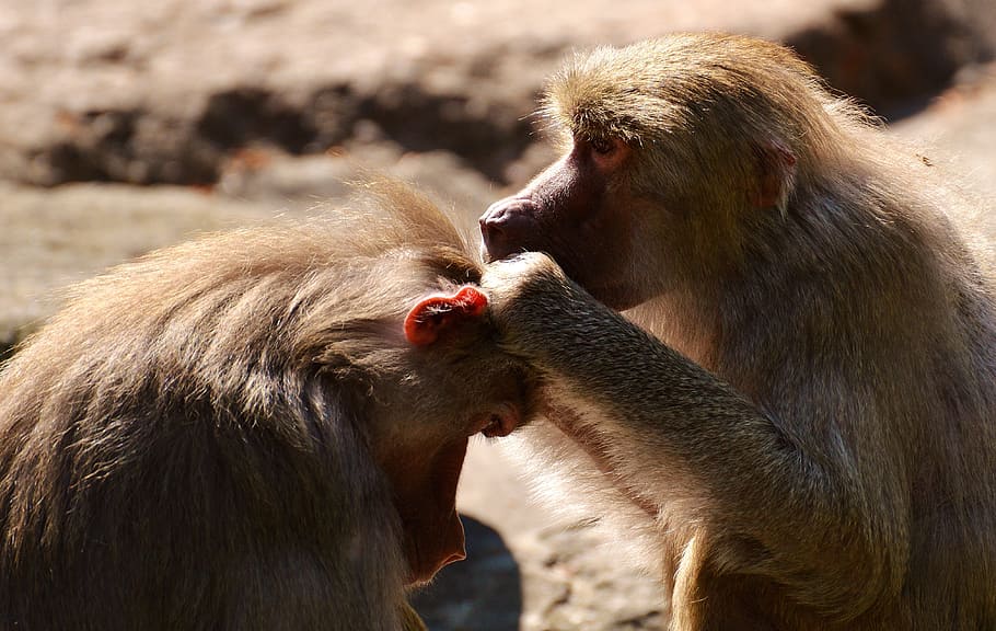 coat baboons, ape, primates, animals, zoo, zoo animal, sit HD wallpaper
