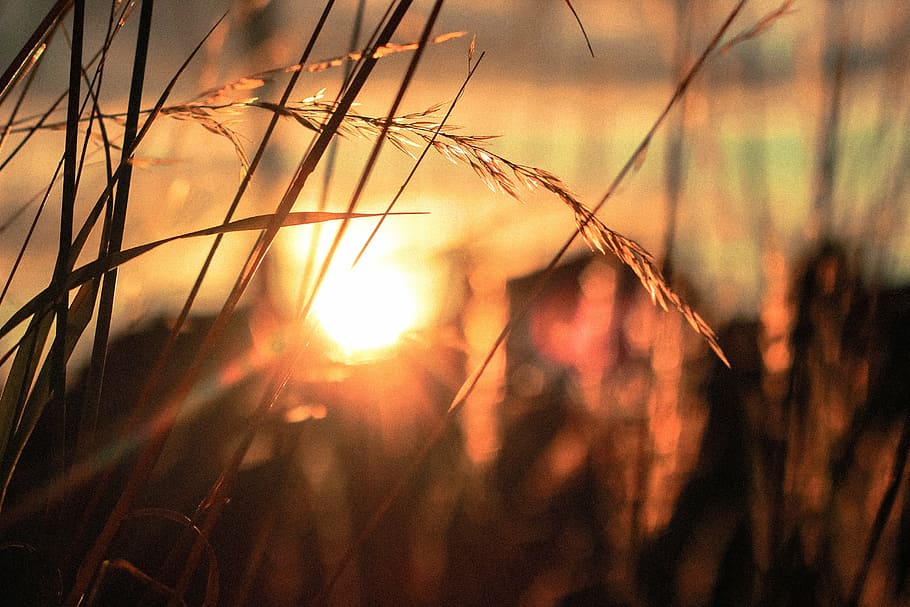 photo of brown grass during golden hour, selective, focus, photography HD wallpaper