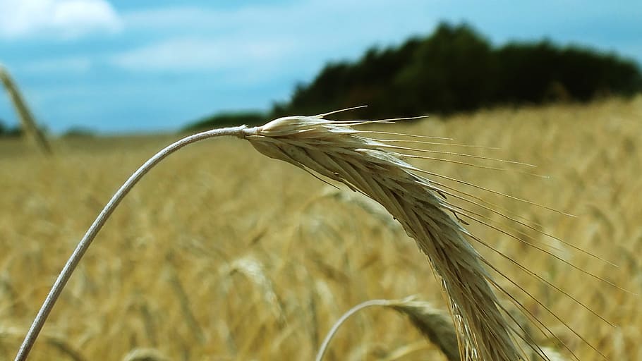 wheat, cornfield, wheat spike, cereals, wheat field, grain HD wallpaper