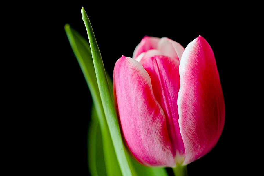closeup photo of pink tulip flower, spring, tulips, flowers HD wallpaper