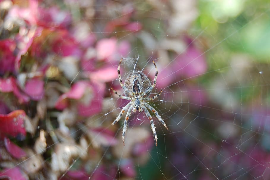 web, garden spider, spin, bug, nature, spider web, fragility HD wallpaper