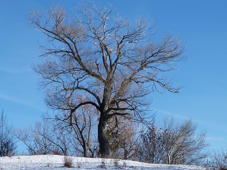 Tree, Solitude, Winter, Nature, isolated form, snow, cold - Temperature HD wallpaper