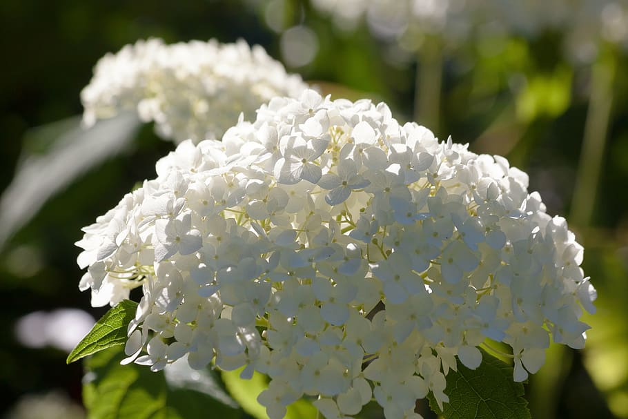 hydrangea, genus, greenhouse hydrangea, hydrangeaceae, ornamental shrub HD wallpaper
