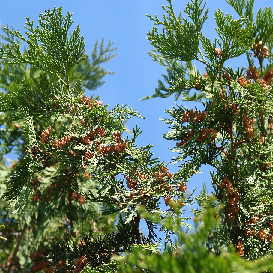 thuja, conifer, evergreen, tree, nature, foliage, bush, natural HD wallpaper
