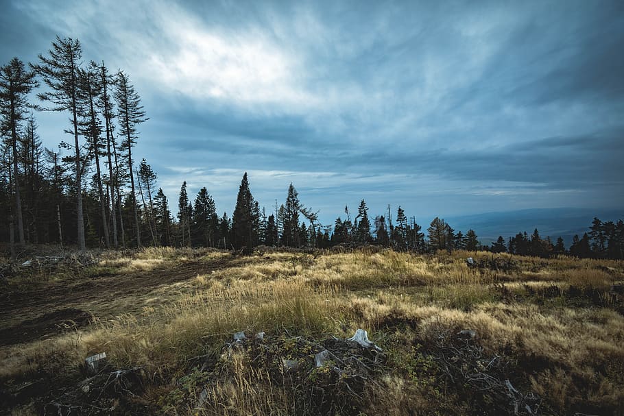 nature, sky, cloudy, forest, conifer, daylight, environment, evergreen HD wallpaper
