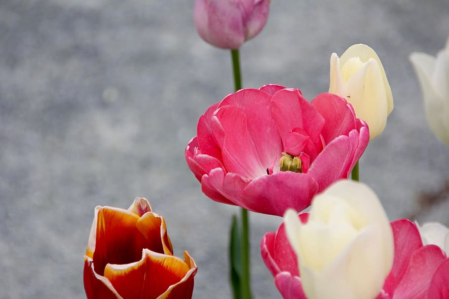 Tulip, White, Spring, Close, Flower, red, blossom, bloom, spring flower HD wallpaper