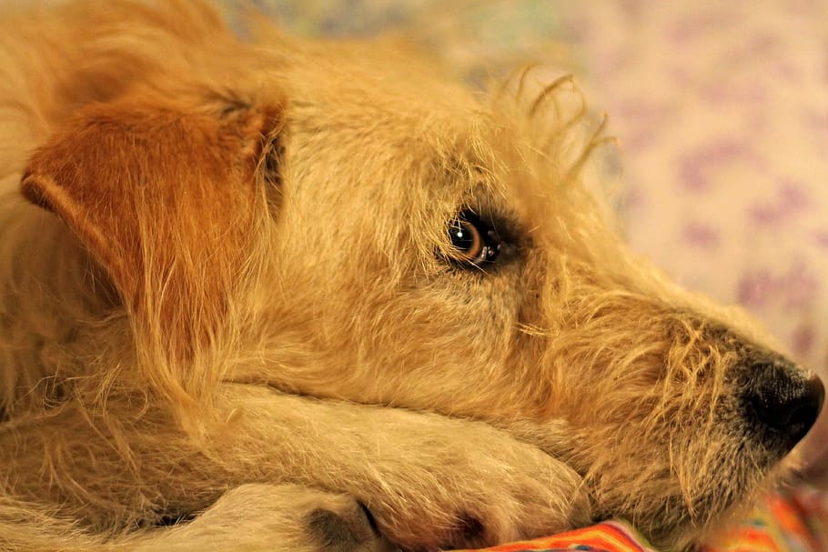 Dog, Muzzle, Blonde, Eyes, Animals, canino, pet, cuddles, one animal HD wallpaper