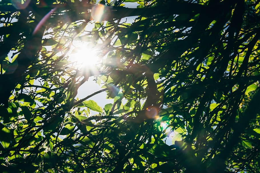 tree, leaf, foliage, ray, sun, sunshine, sun ray, shining, green HD wallpaper