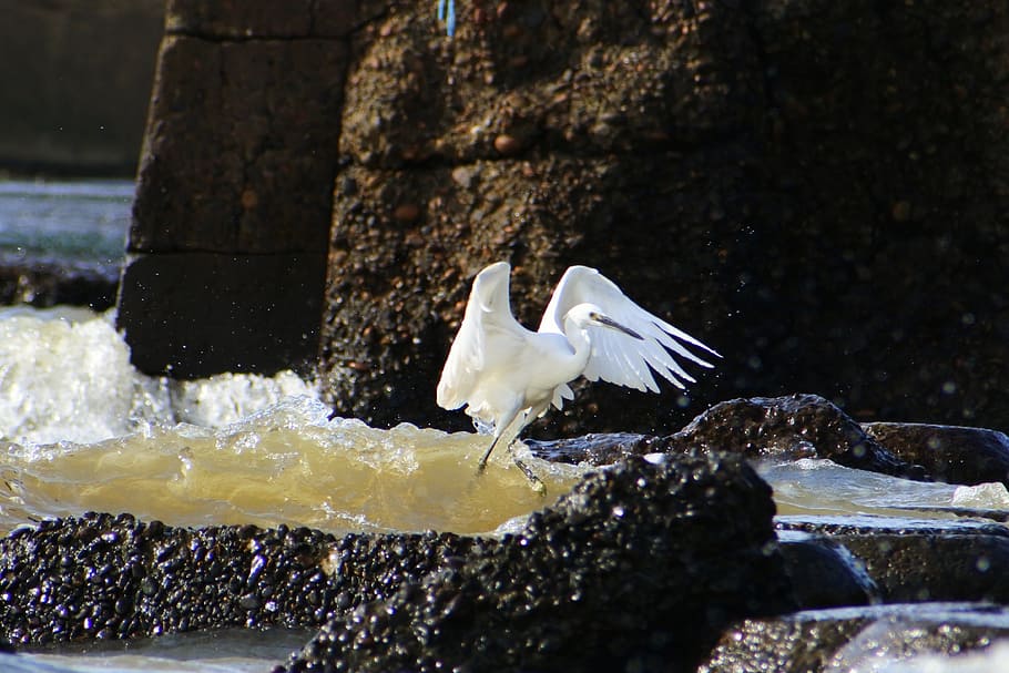 animal, sea, river, waterside, breakwater, wave, wild birds HD wallpaper