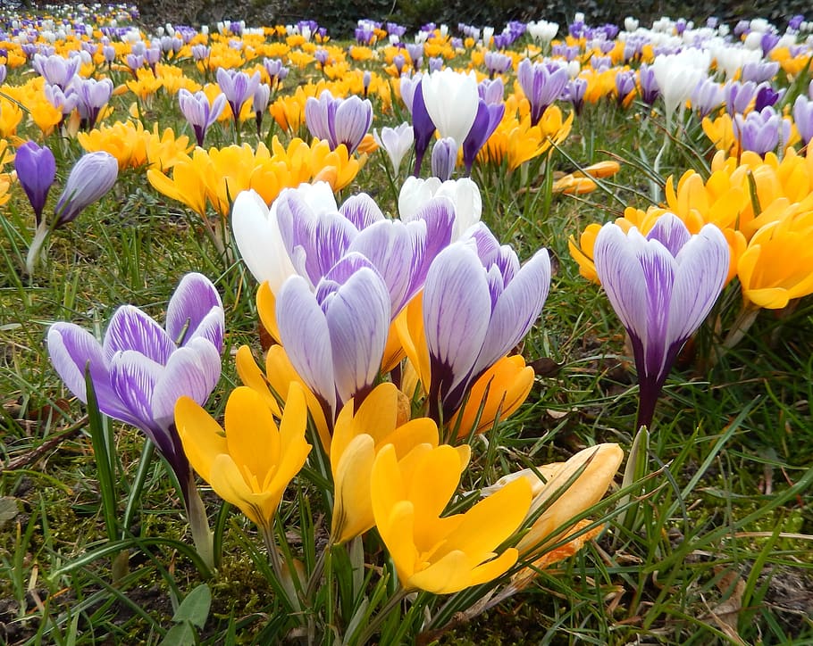 crocus, crocus meadow, spring, blossom, bloom, flowers, harbinger of spring HD wallpaper