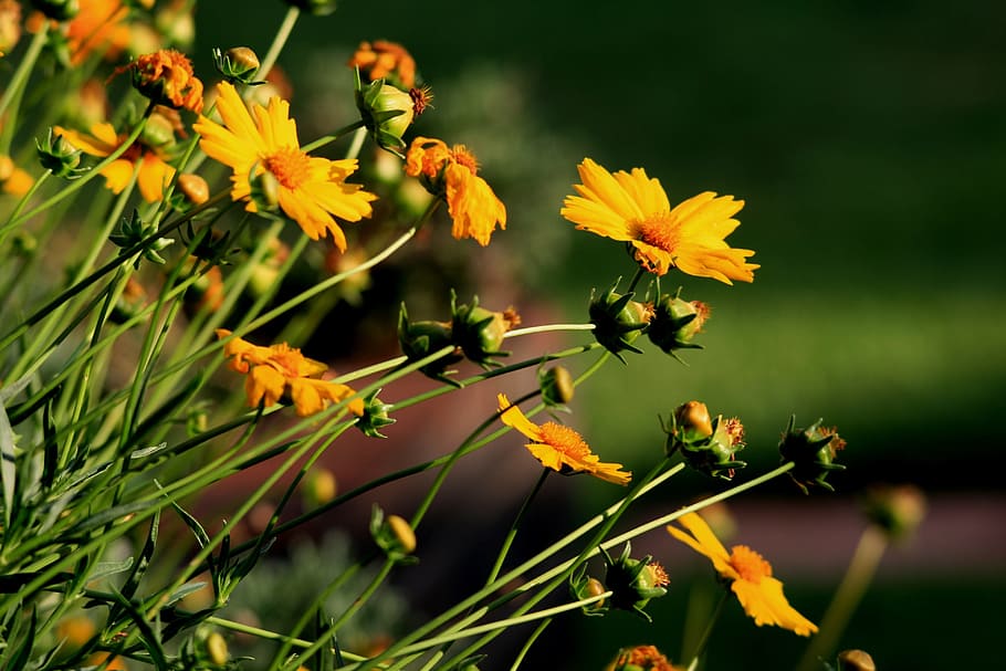 Daisies, Yellow, Stems, long, leaning, garden, nature, flower HD wallpaper