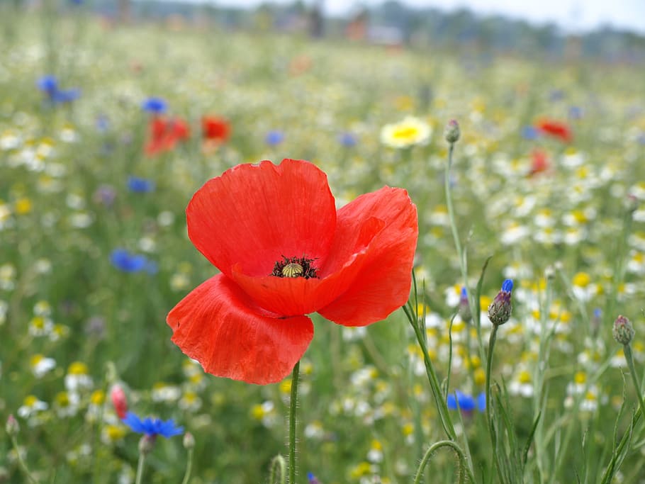 Flower, Bloom, Plants, Nature, flowers, red, poppy, summer HD wallpaper
