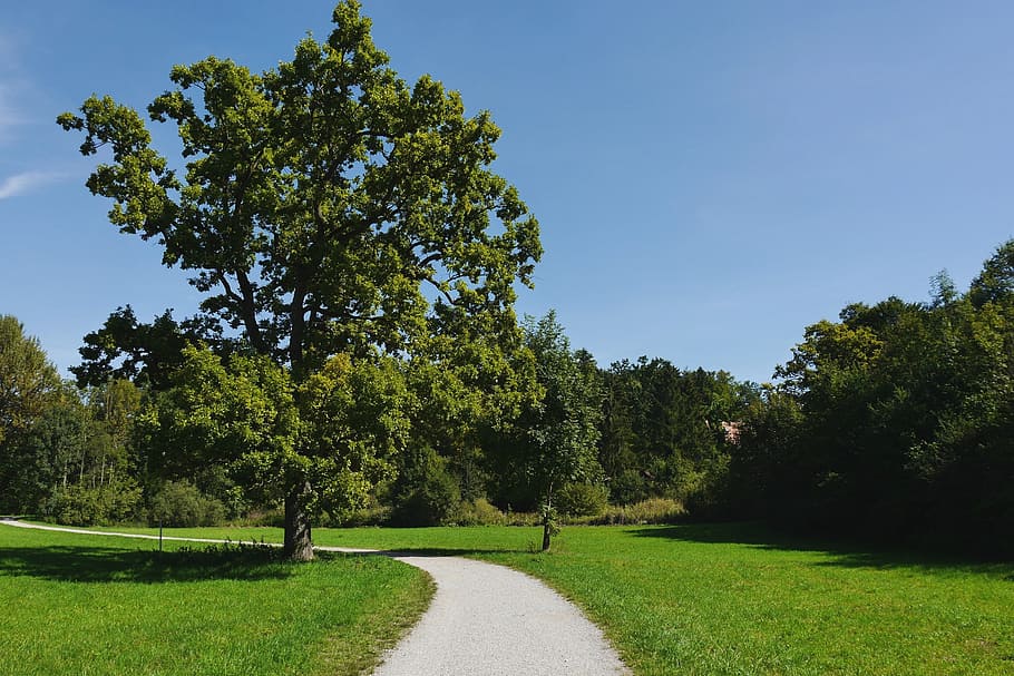 m gorge, tree, forest, oak starnberg, plant, grass, sky, green color HD wallpaper