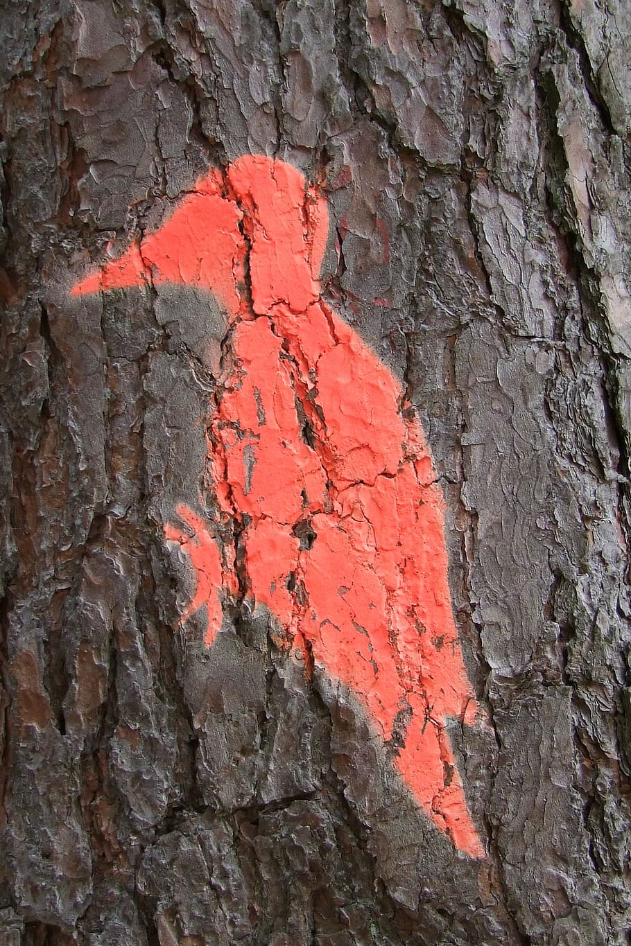 tree, log, woodpecker, bird, mark, forestry, nature, textured HD wallpaper
