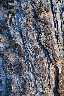 Trees, Bark, Gray, Trunks, Woods, grey, wooden, woody, surfaces HD wallpaper