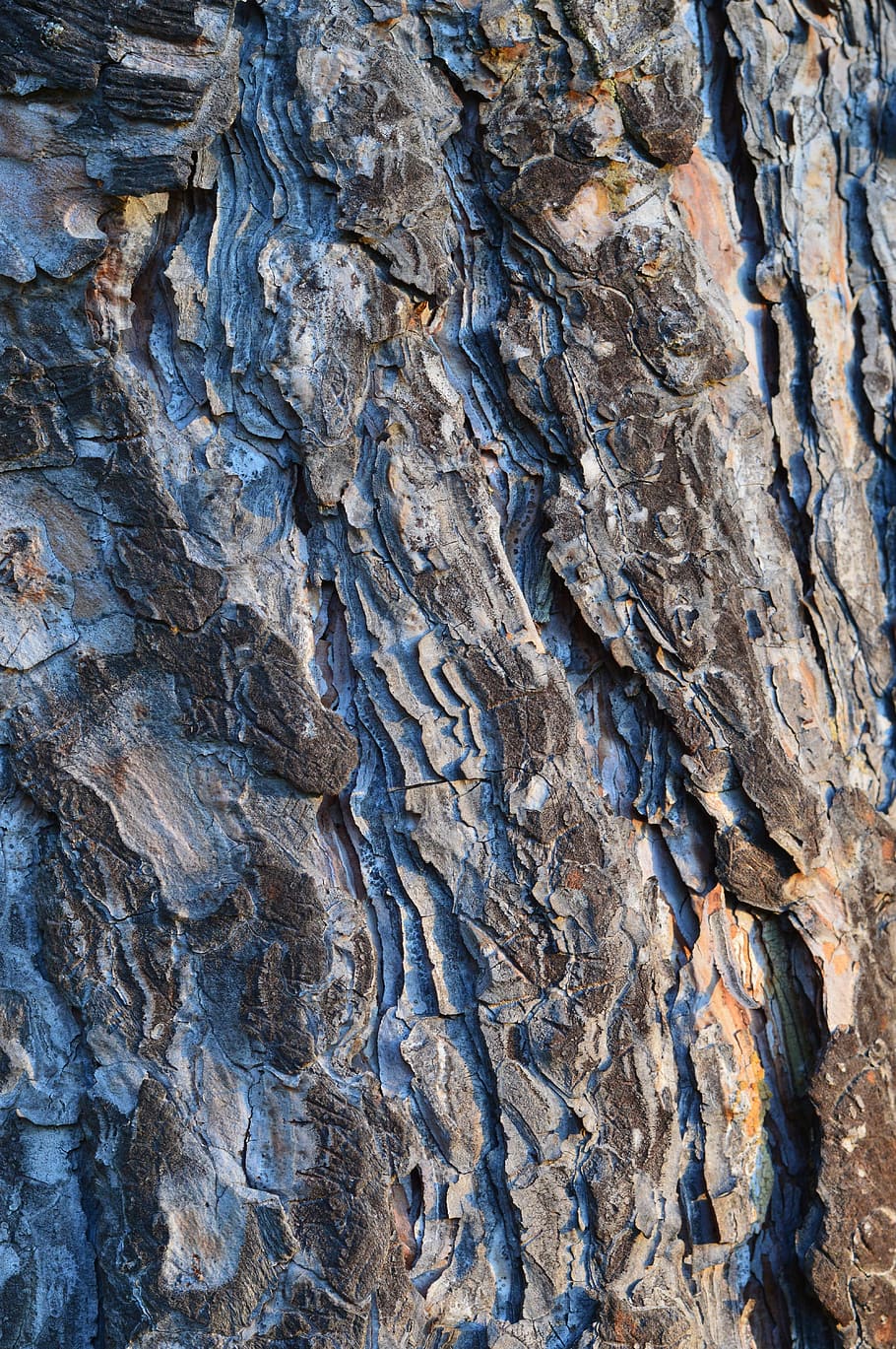 Trees, Bark, Gray, Trunks, Woods, grey, wooden, woody, surfaces HD wallpaper