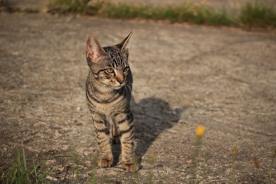 Cat, Kitten, cat baby, one animal, animal themes, domestic cat HD wallpaper