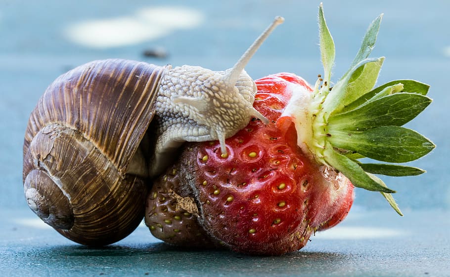 brown snail on green strawberry close-up photo, eat, shell HD wallpaper
