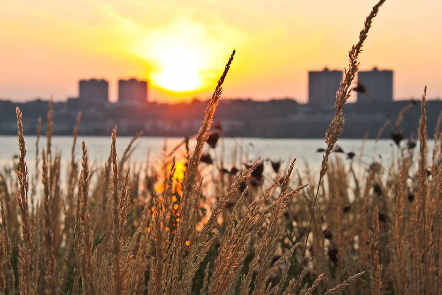 Sunset, Sea, sky, nature, outdoors, no people, plant, water HD wallpaper