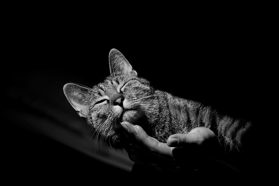 cat, sleeping, animals, pet, nice, fur, kitty, domesticated HD wallpaper