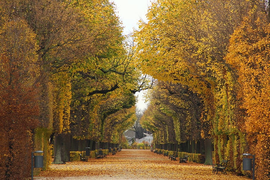 yellow and orange leaf trees, park, nature, vienna, leaves HD wallpaper