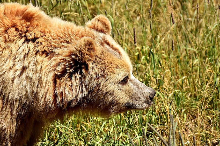 brown Bear, european brown bear, bright coat, blond, nature park, HD wallpaper