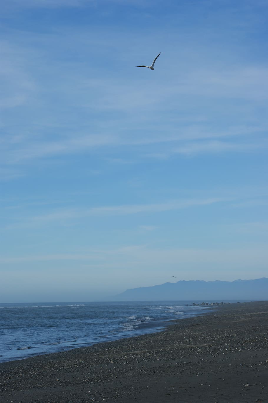 beach, seagull, sky, water, vertebrate, animal, animal themes HD wallpaper