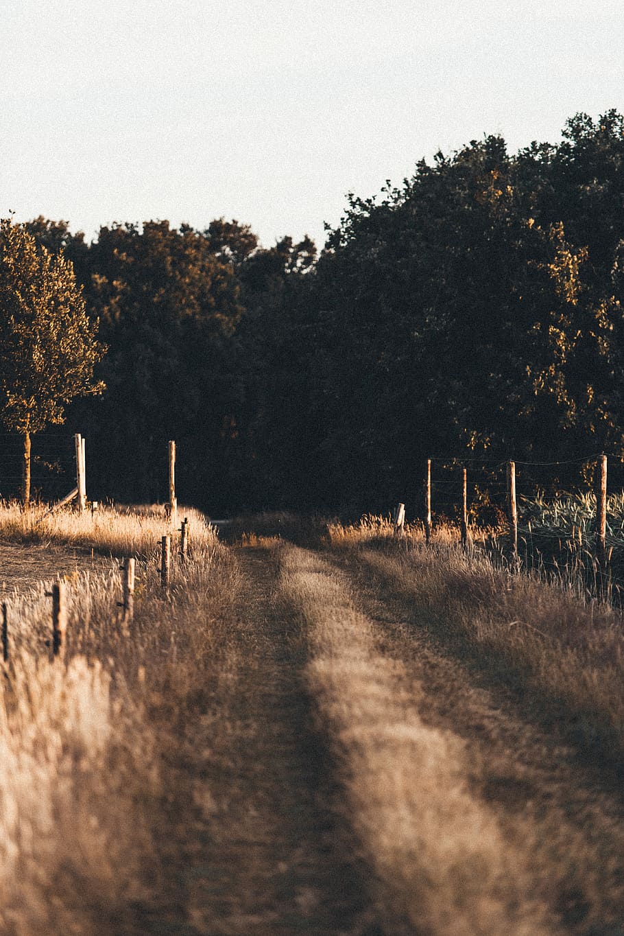view of pathway, landscape photography of trees, road, plant HD wallpaper