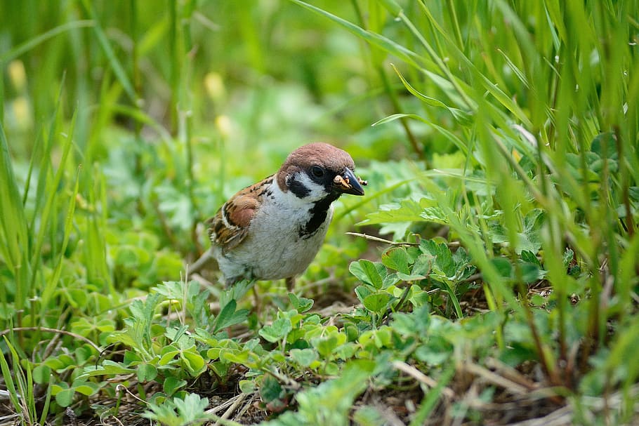 bird, nature, beak, animal themes, animal wildlife, animals in the wild HD wallpaper