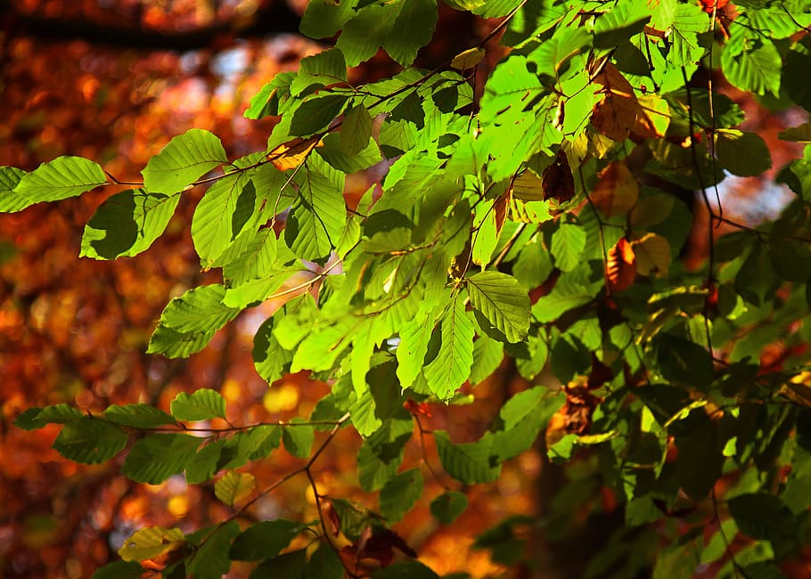 leaves, sunlight, leaf, back light, plant, forest, autumn, mood HD wallpaper
