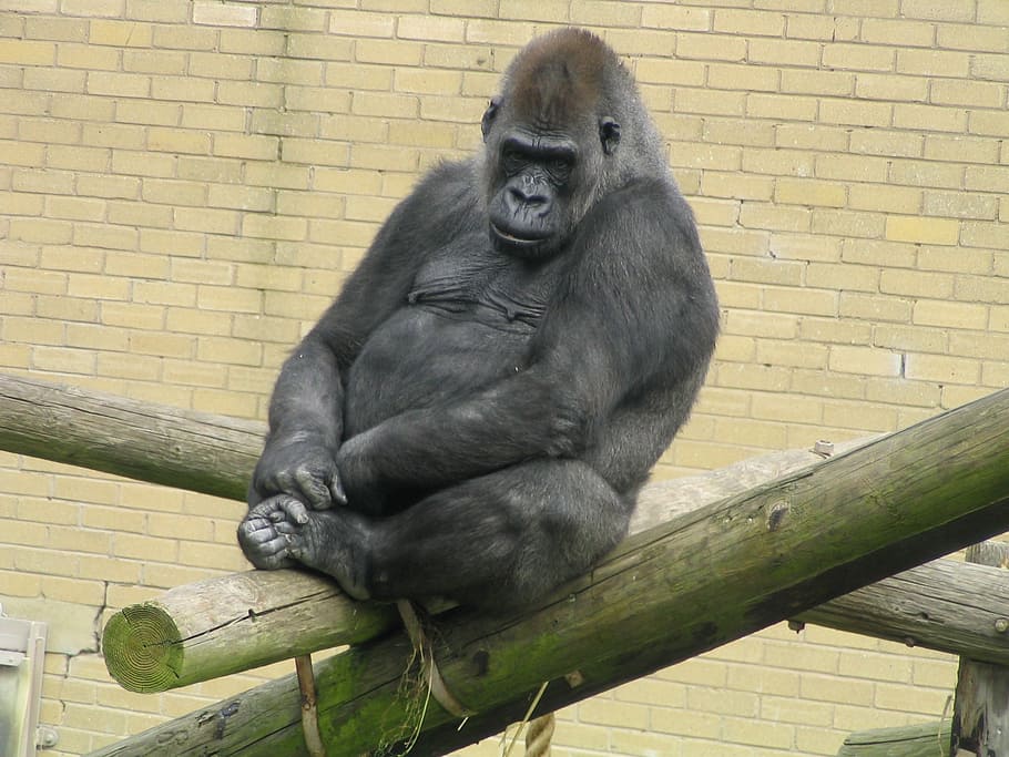 gorilla, ape, zoo, wild, wildlife, beast, strong, primate, mammal HD wallpaper