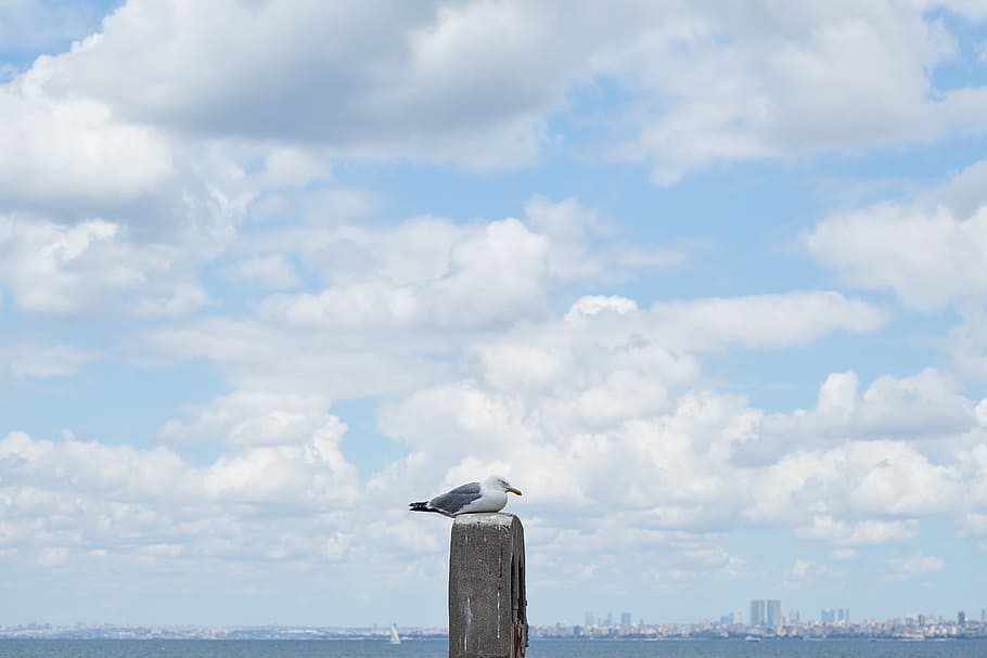 seagull, bird, landscape, clouds, blue, birds, nature, animal HD wallpaper