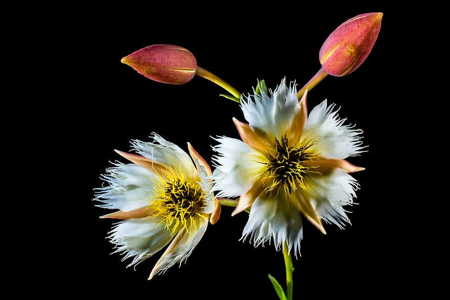 blossom, bloom, white, flowering twig, nature, plant, close-up HD wallpaper