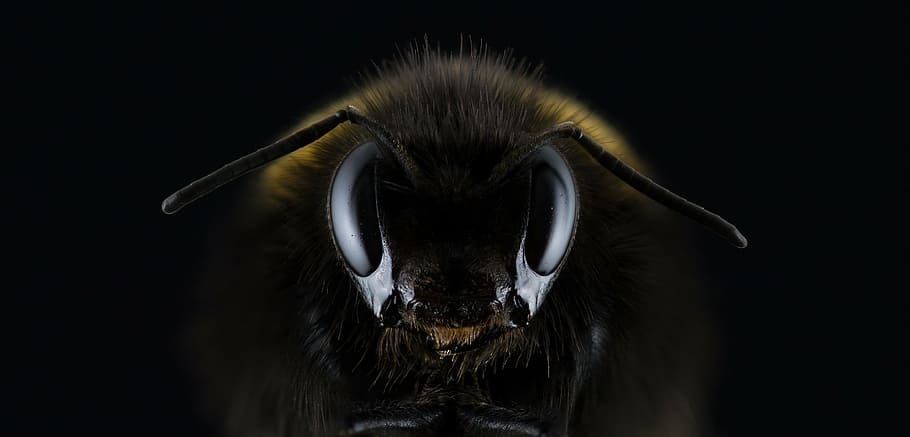 closeup photo of black and yellow bee, hummel, bombus, eye, insect