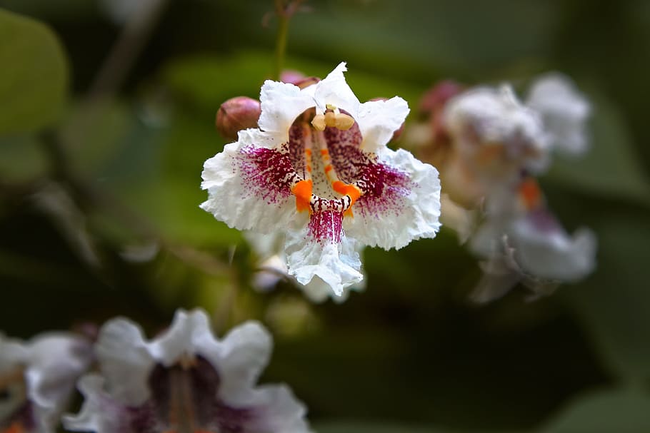 berlin, zoo, tree, blossom, bloom, flower, flowering plant HD wallpaper