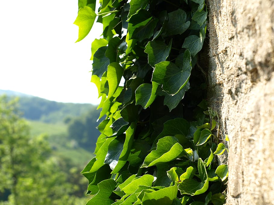 ivy, climber, wall, overgrown, natural stone, nature, leaf HD wallpaper