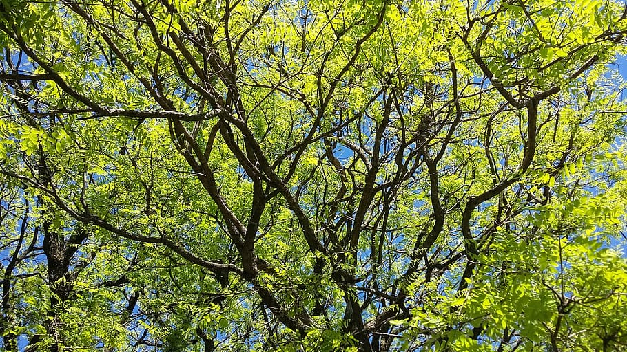 twigs, leaves, tree, plants, life, growth, beauty in nature HD wallpaper