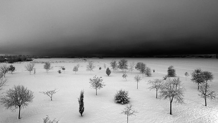 grayscale photography of winter, snow, white, nero, nature HD wallpaper