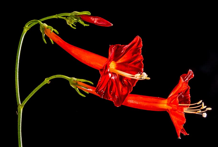 Small, Flower, Flower, Ranke, Close, small flower, red, nature HD wallpaper